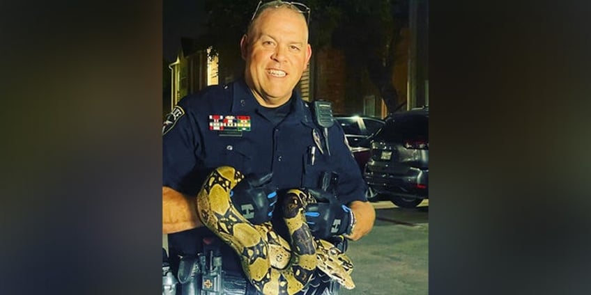 texas woman finds escaped python blocking her car in parking lot