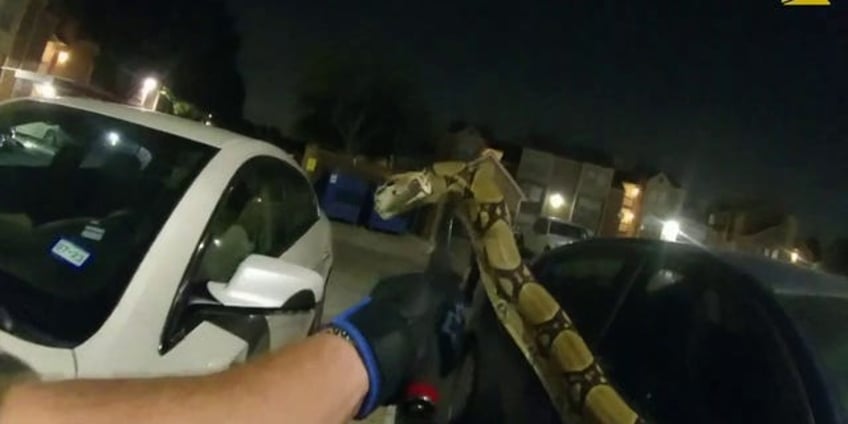 texas woman finds escaped python blocking her car in parking lot