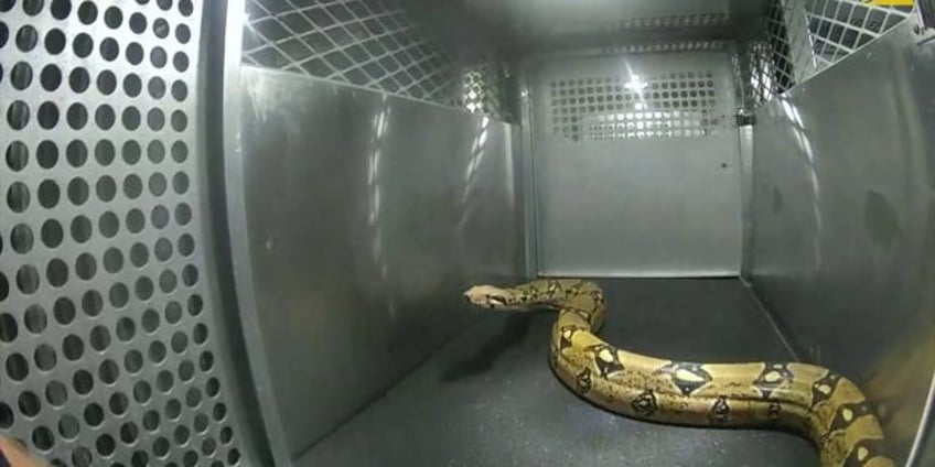 texas woman finds escaped python blocking her car in parking lot