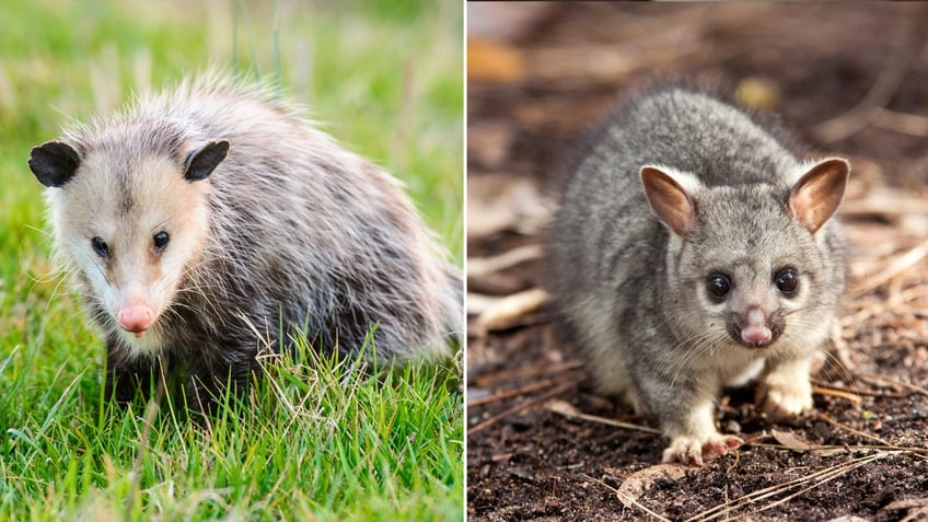 opossum vs possum split