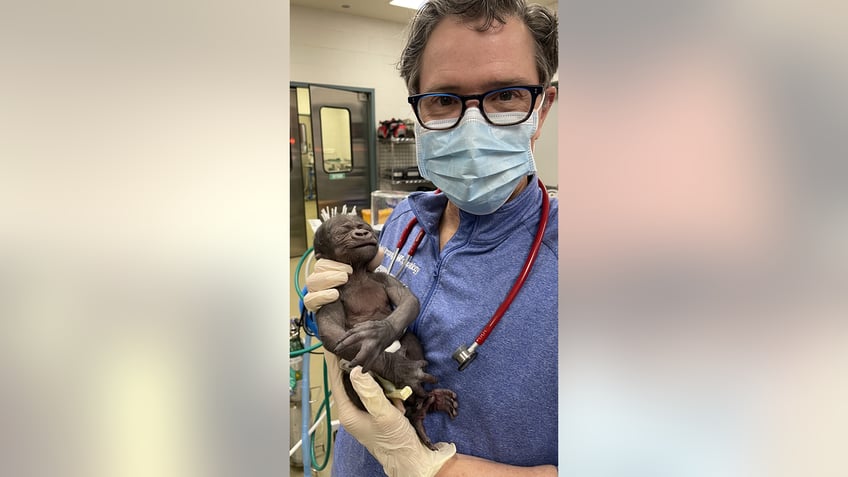 Dr. Ursprung and baby gorilla