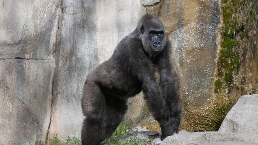 Gorilla mom
