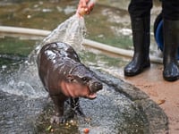 Thai baby hippo Moo Deng ‘predicts’ US election win for Trump