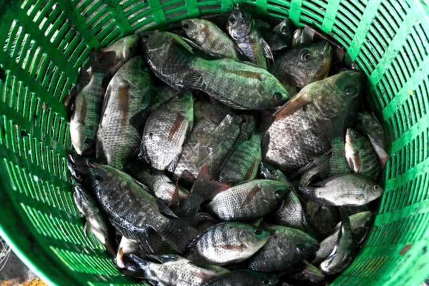 Blackchin tilapia are an invasive species from west Africa that has been found in 19 provi