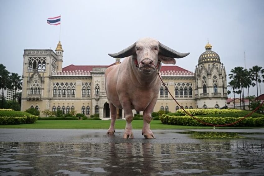 Bulky bovine Ko Muang Phet, who recently sold for about $500,000, was welcomed to Thailand