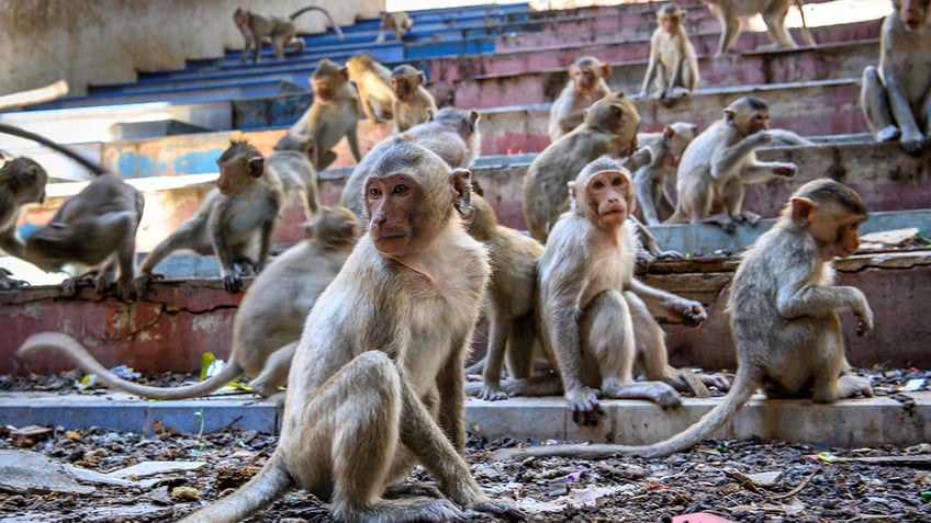 Longtail macaques