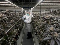 Thailand banning cannabis sales without a prescription 3 years after decriminalization
