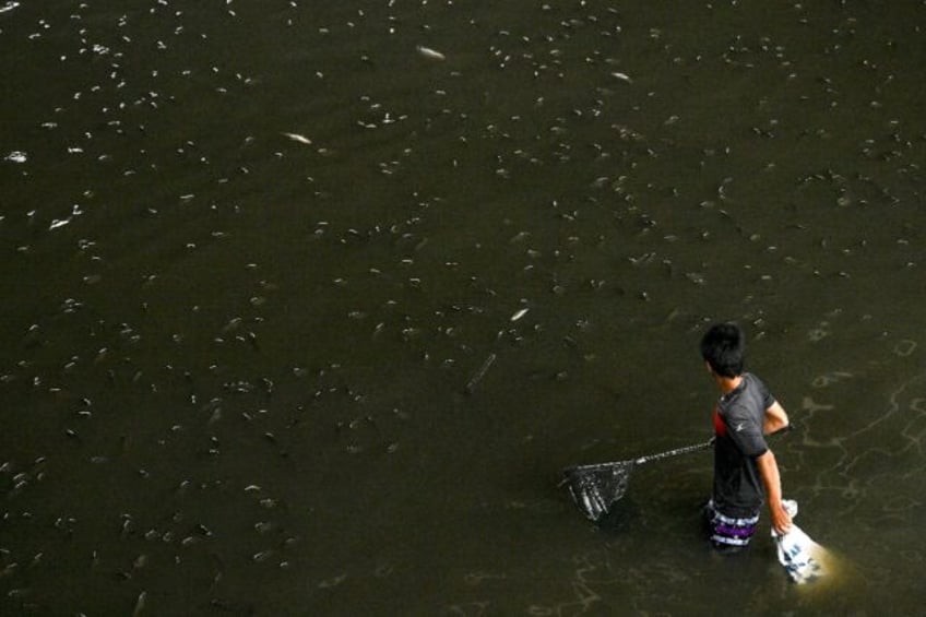 Thailand has netted more than 1.3 million kilograms of highly invasive blackchin tilapia f