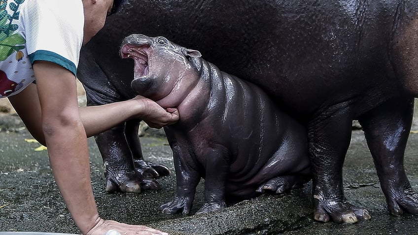 Moo Deng, a pygmy hippopotamus, seemingly screaming.