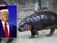 Thailand’s viral baby hippo Moo Deng predicts Donald Trump will win 2024 US presidential election