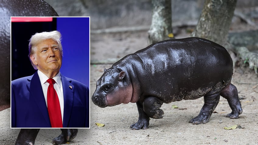 Moo Deng the viral hippo and a picture of Donald Trump