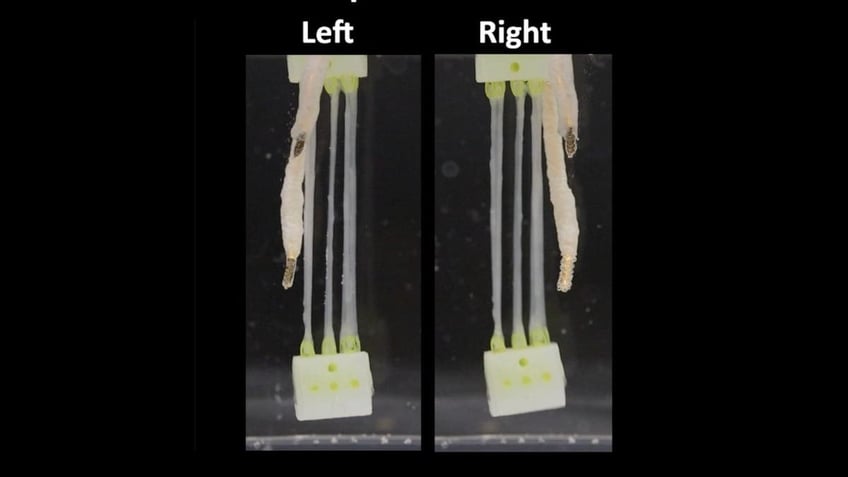 The 2025 Terminator? Lab-grown muscle brings biohybrid robot hand to life