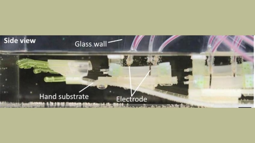 The 2025 Terminator? Lab-grown muscle brings biohybrid robot hand to life