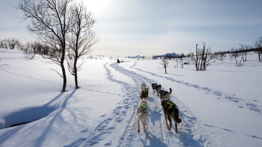 Tromso, Norway Alaskan Huskies