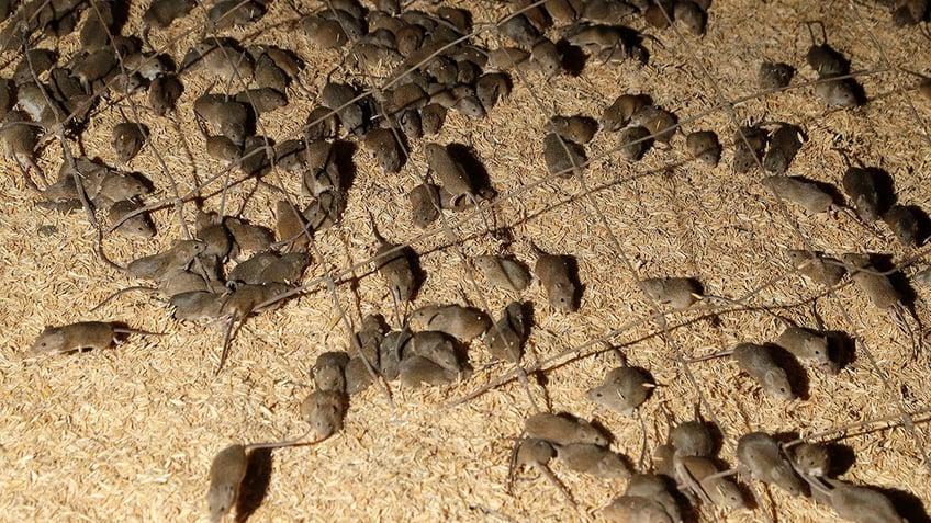 Bubonic Plague