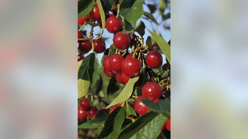 cherries might be Michigan's state fruit