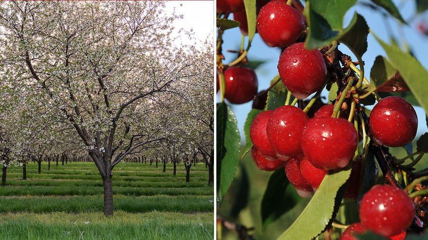 cherries in michigan split