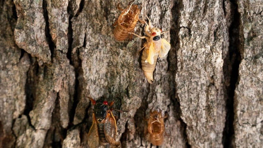 Cicadas climbing a tree