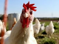 The Escalating Threat Of Avian Influenza H5N1 And The Ethical Quandary Of Gain-of-Function Research