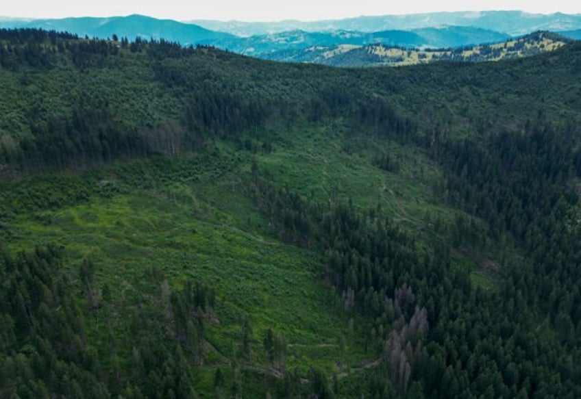 the fight to save sacred carpathian forests from loggers