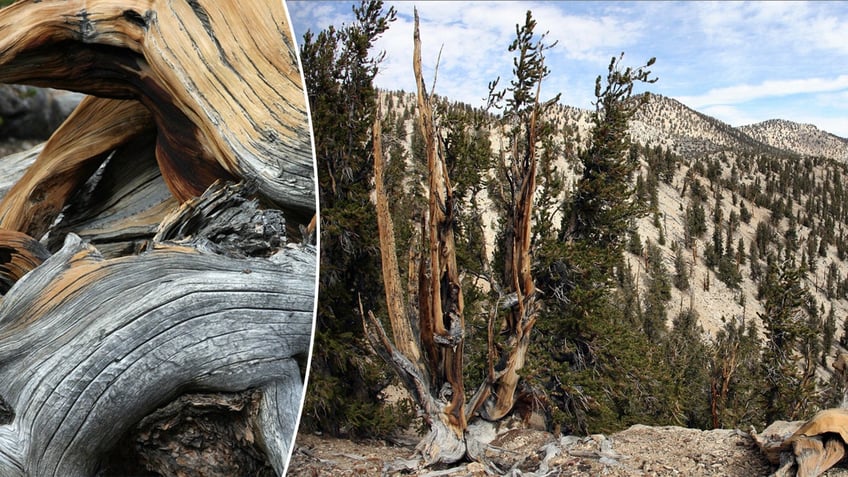 A close-up photo of a Great Basin Bristlecone Pine tree next to a wider photo of a hiking trail featuring the trees