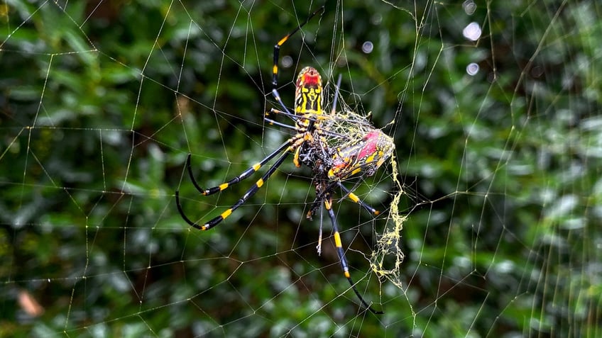 The Joro spider is seen on its web in Johns Creek, Georgia.