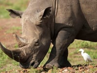 The number of rhinos is slightly up but poaching has increased too