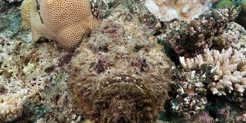 the oceans creepiest creatures sea pigs stonefish and more