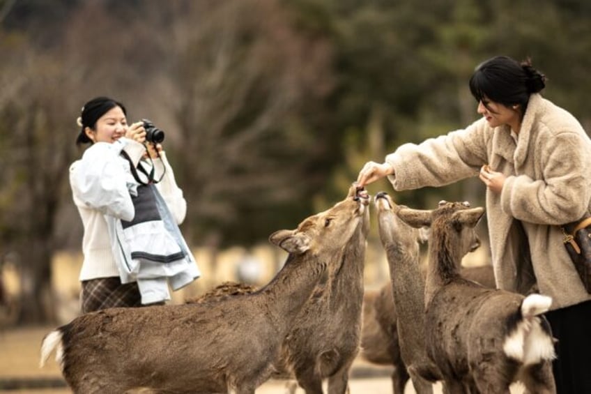 Tourists at Nara Park in Japan are only allowed to feed the deer special rice crackers, bu