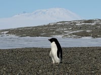 The surprising climate power of penguin poo