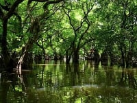 The Swamp Always Wins: Why Outsiders Break When They Enter Washington