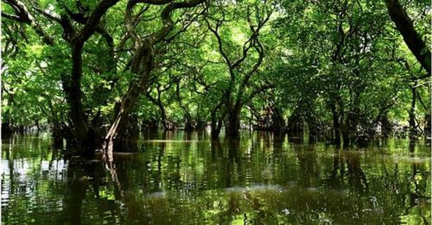 the swamp always wins why outsiders break when they enter washington