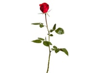 The Trail Of The Valentine's Day Rose