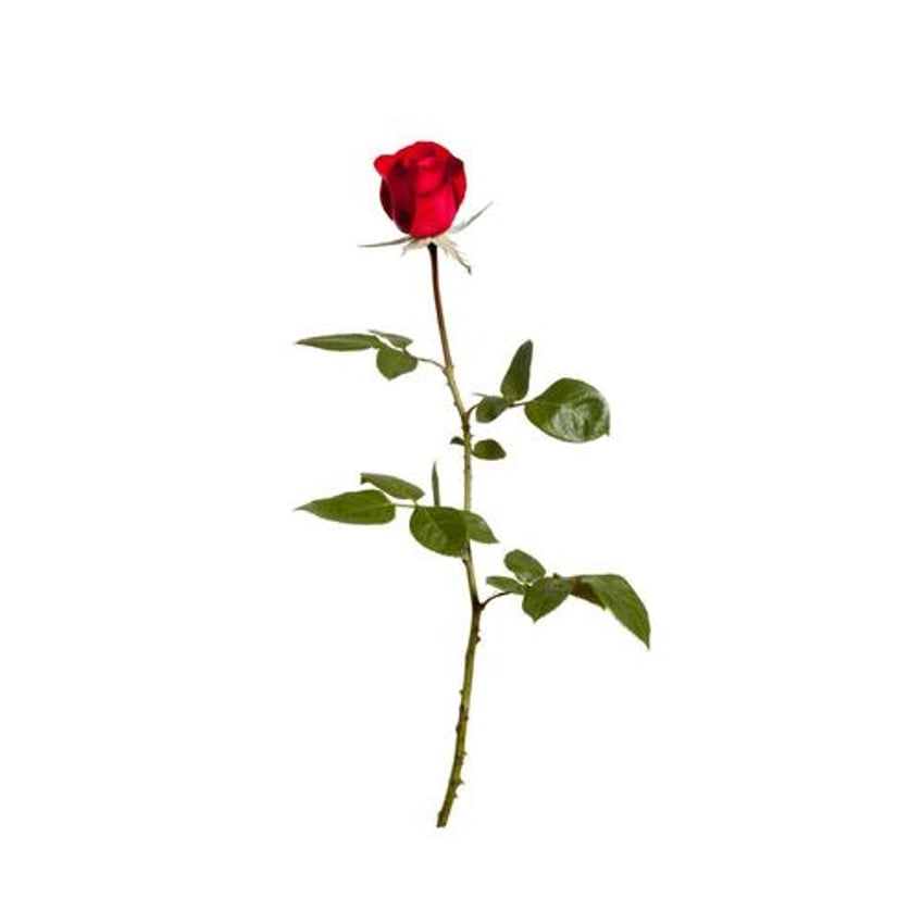 the trail of the valentines day rose