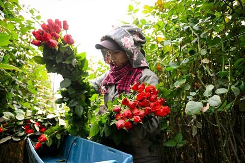 the trail of the valentines day rose