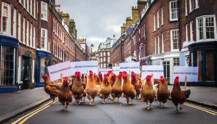 the uks chicken license rebellion the good way to deal with bad laws