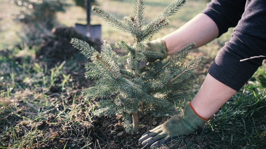 Person planting a Christmas tree