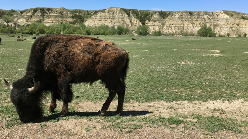 theodore roosevelt national park to remove nearly half its bison population