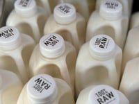 There’s bird flu in US dairy cows. Raw milk drinkers aren’t deterred