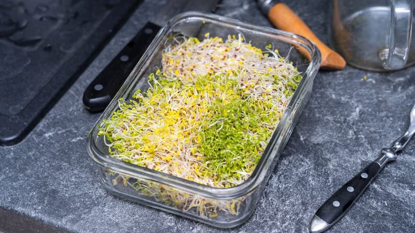 Fresh broccoli sprouts in glass tray