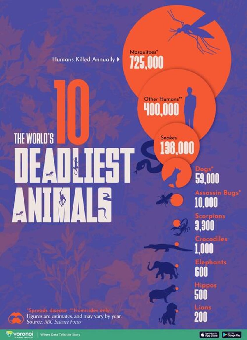 these are the 10 deadliest animals for humans