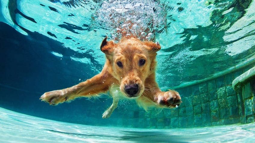 Golden retriever in pool