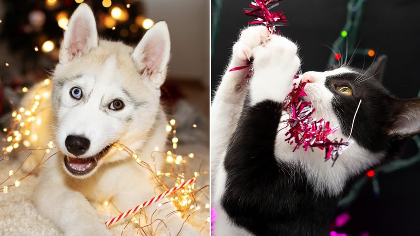 these holiday decorations and treats could pose a threat to pets veterinarians warn