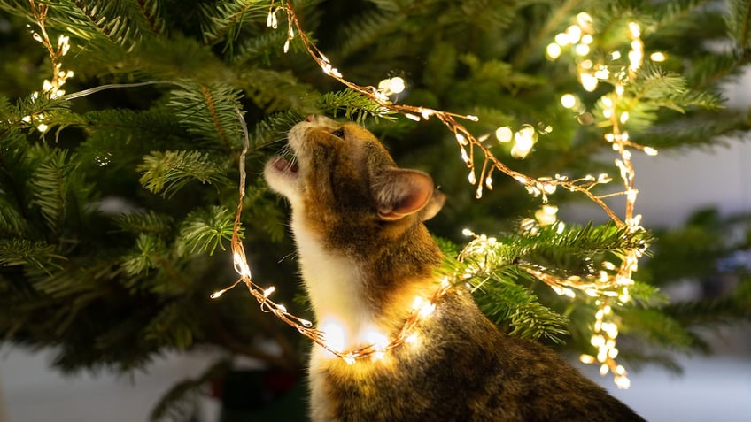 these holiday decorations and treats could pose a threat to pets veterinarians warn