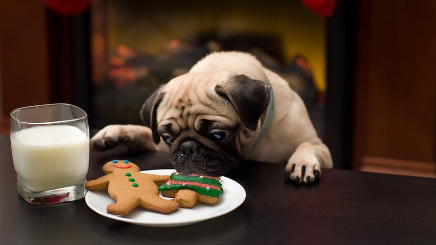 these holiday decorations and treats could pose a threat to pets veterinarians warn