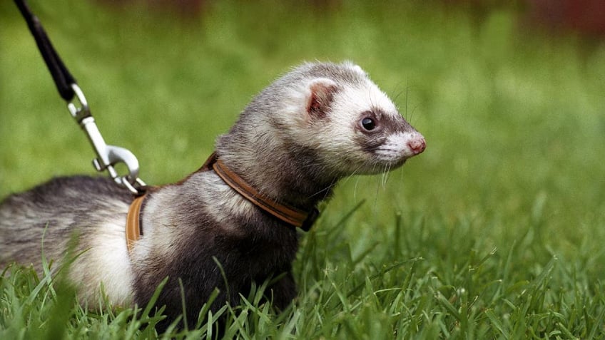 Ferret on a leash