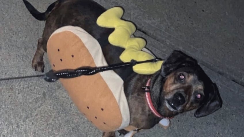 these pets around the us look adorable in their halloween costumes