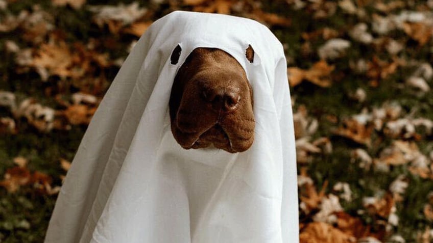 these pets around the us look adorable in their halloween costumes