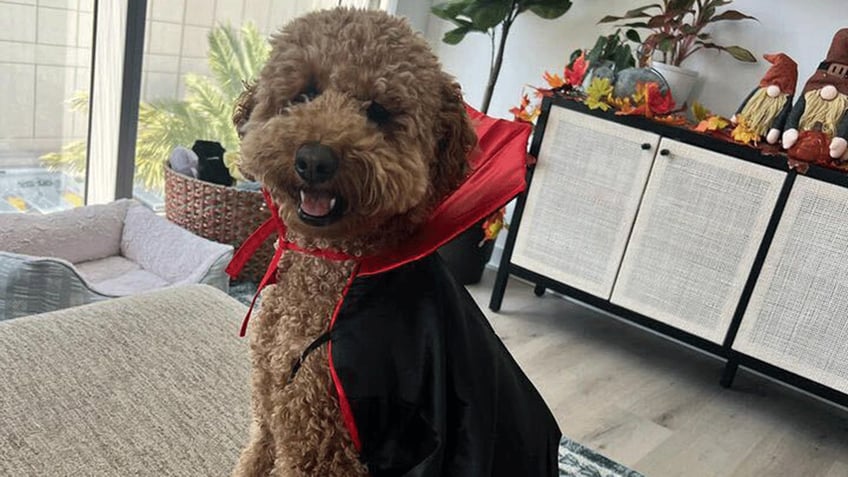 these pets around the us look adorable in their halloween costumes