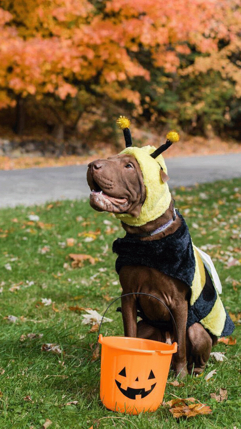 these pets around the us look adorable in their halloween costumes